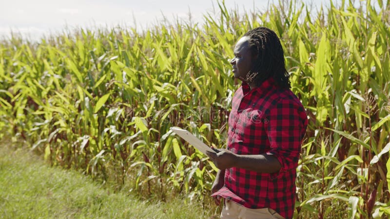 Intelligentes Zeitlupevideo Landwirtschaftskonzept, Afrika Mannagronom hält Tablette auf dem Maisgebiet