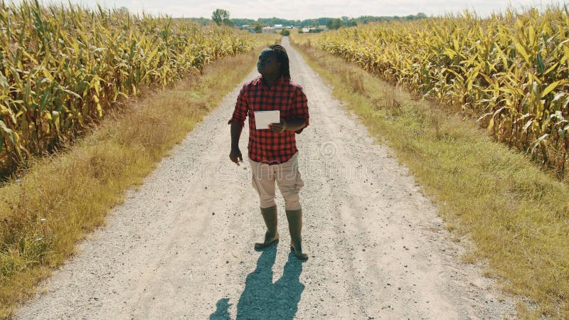 Intelligentes Zeitlupevideo Landwirtschaftskonzept, Afrika Mannagronom hält Tablette auf der Straße zwischen Maisfeldern