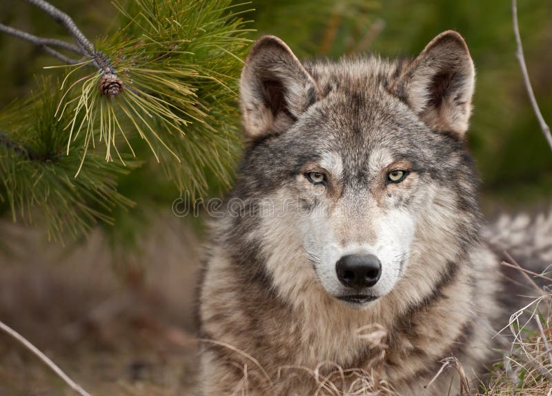 Intense Timber Wolf (Canis lupus) Sits Under Pine - captive animal