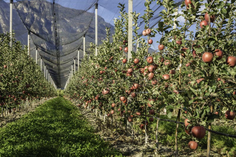 Intensive Fruit Production or Orchard with Crop Protection Nets in South Tyrol, Italy. Apple orchard of variety