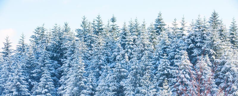 Inter vacation background texture with pine trees covered by heavy snow