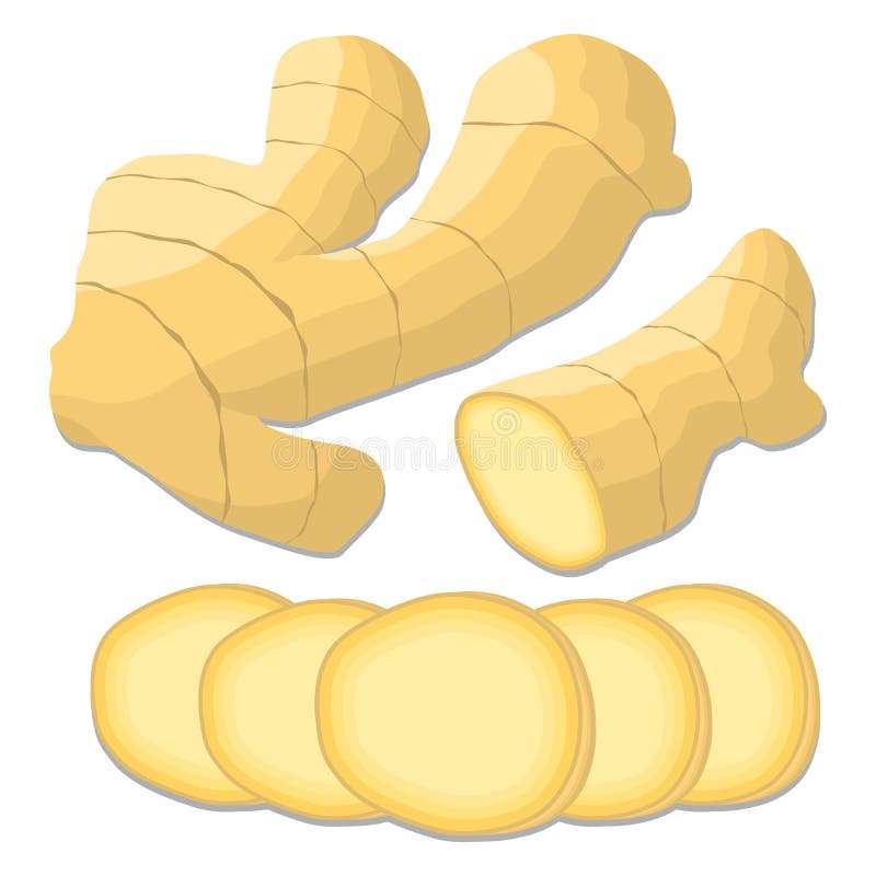 Intera erba matura della spezia che condisce lo zenzero della radice gialla illustrazione di stock Intera erba matura della spezia che condisce lo zenzero della radice gialla illustrazione di stock