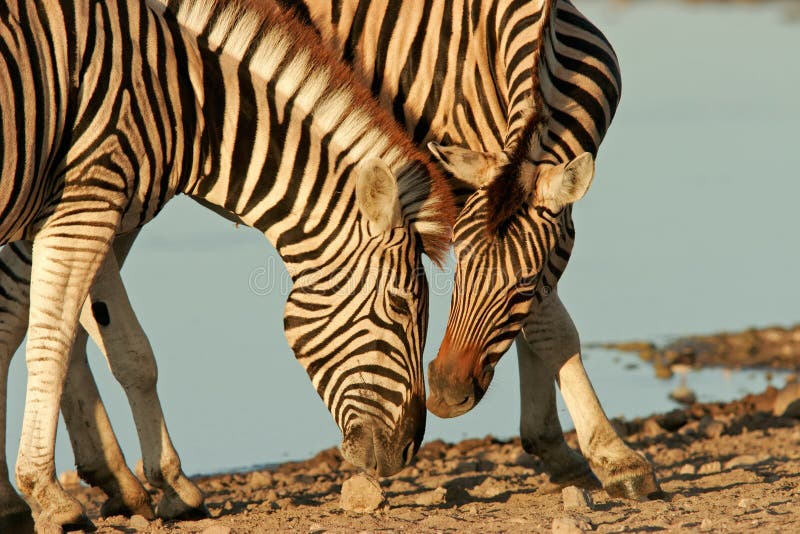 Interaction between two Plains (Burchell’s) Zebra (Equus quagga), Etosha National Park, Namibia. Interaction between two Plains (Burchell’s) Zebra (Equus quagga), Etosha National Park, Namibia