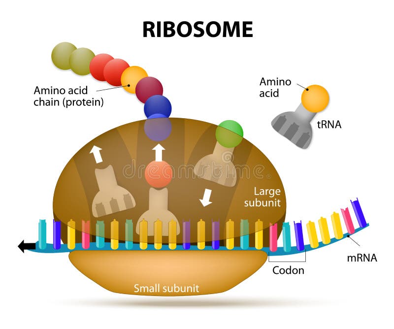 Interaction d'un ribosome avec l'ADN messagère travail de ribosomes pour faire des RP