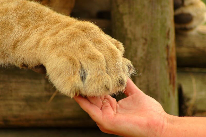 Una mano bianca di una donna Caucasica e anche un gran bel leone Africano zampa che mostra l'interazione tra l'essere umano e l'animale selvatico.