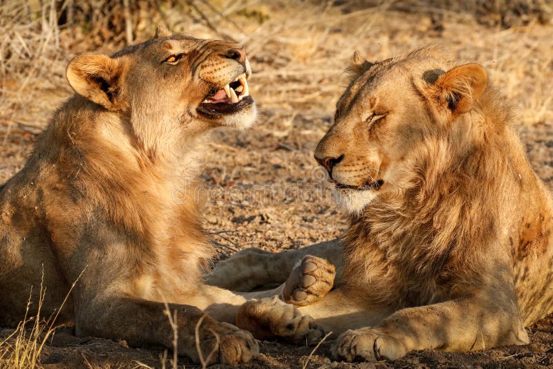 Interaction Masculine De Lion Photo stock Image du carnassier