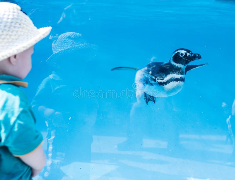 The interaction between the little penguin and the little boys in the Chongqing Zoo