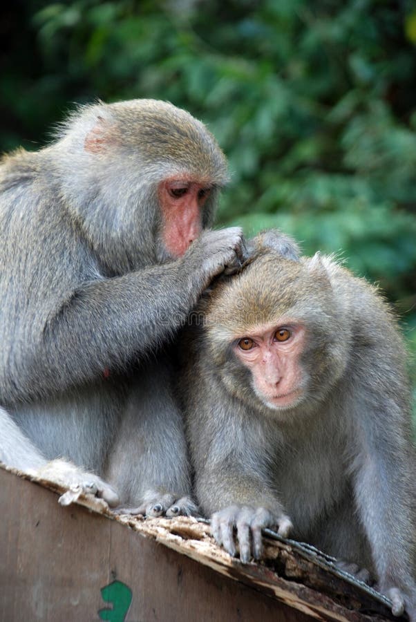 Interaction of two monkeys grooming