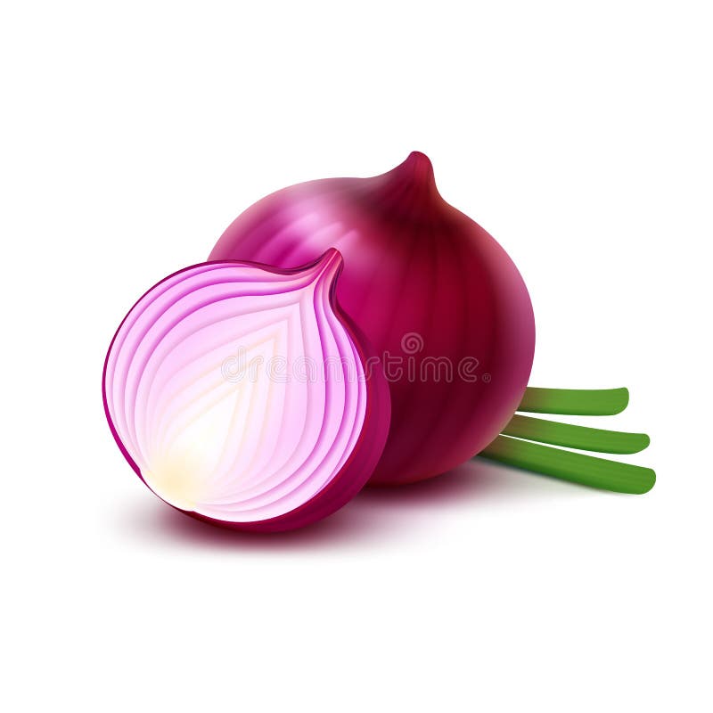 Vector Fresh Whole and Sliced Red Onion Bulbs with Chopped Green Onions Close up Isolated on White Background. Vector Fresh Whole and Sliced Red Onion Bulbs with Chopped Green Onions Close up Isolated on White Background
