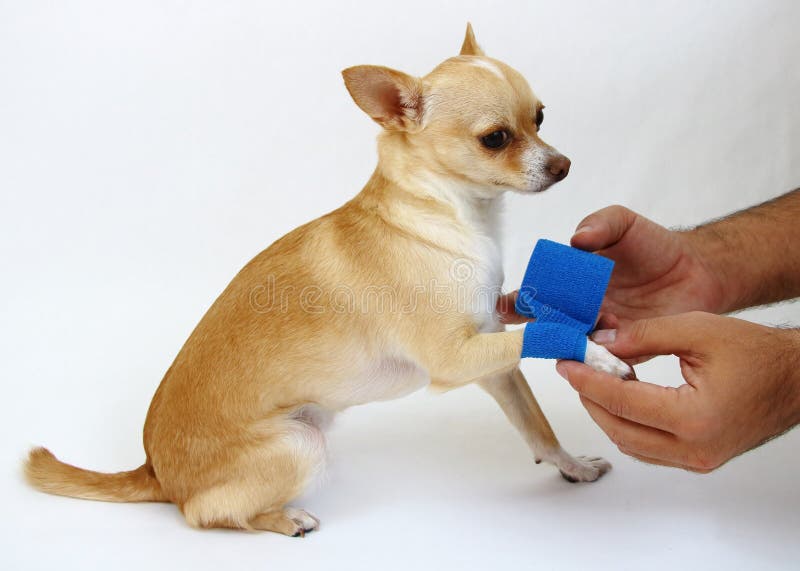 Interessieren für Hund mit dem Schmerzs-Bein Interessieren für Hund mit dem Schmerzs-Bein