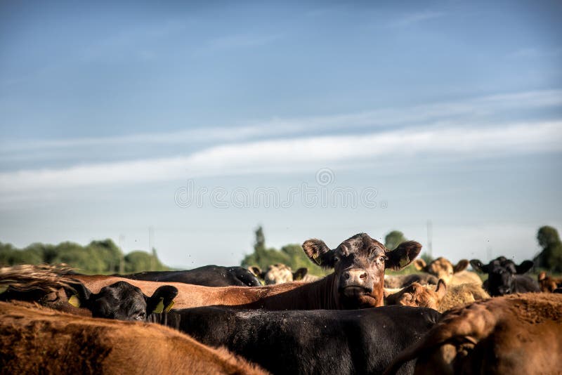 Interested angus cow looking around lifting her head under herd