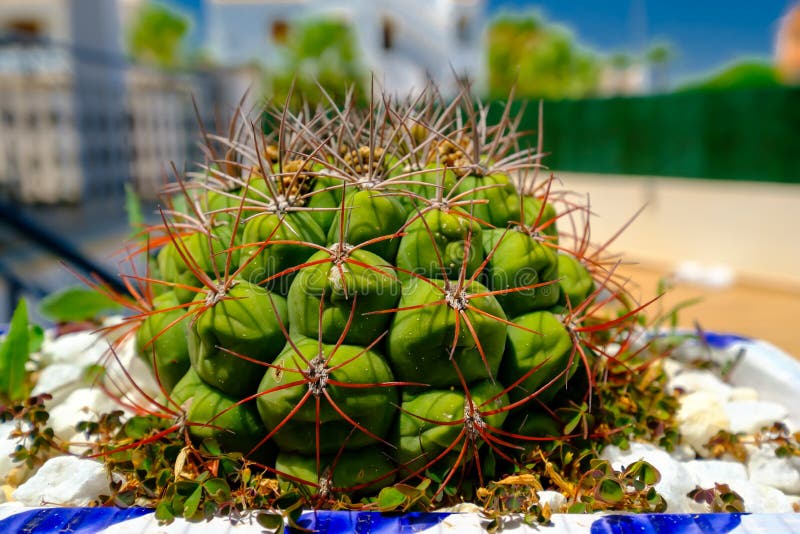 Interesting Cactus Species, Exotic Plants Stock Image Image of growth