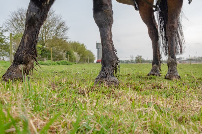 1,173 Wet Horses Stock Photos Free & RoyaltyFree Stock Photos from
