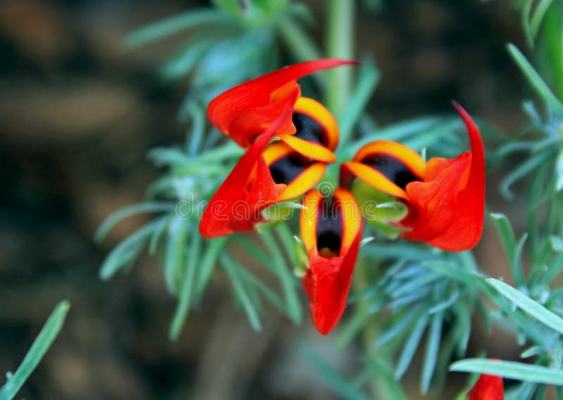 Lotus maculatus