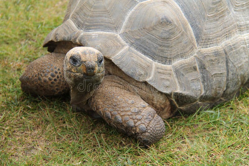 Large Old Tortoise. stock image. Image of reptile, hard 104070267