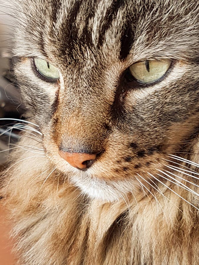 short haired tabby cat face short haired tabby cat face