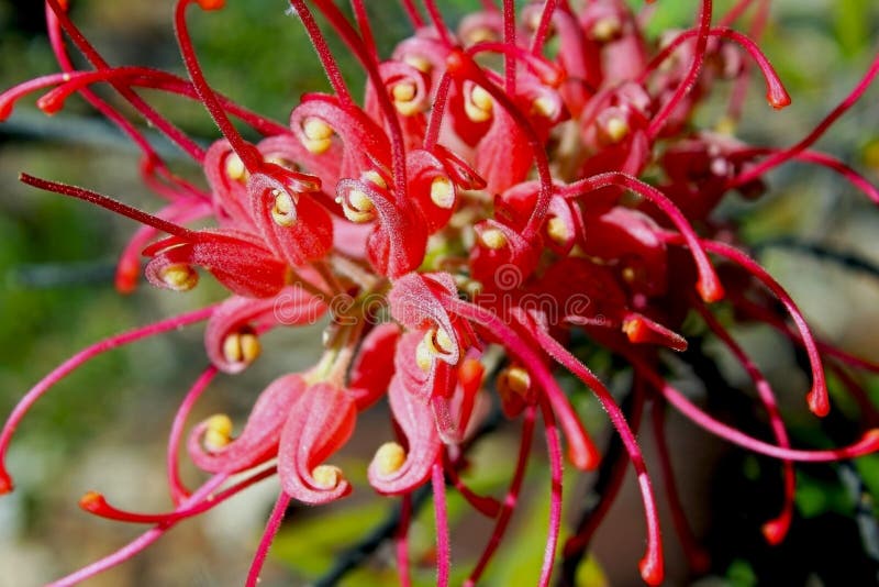 Interesting and rare flowers of the Grevillea hybrid