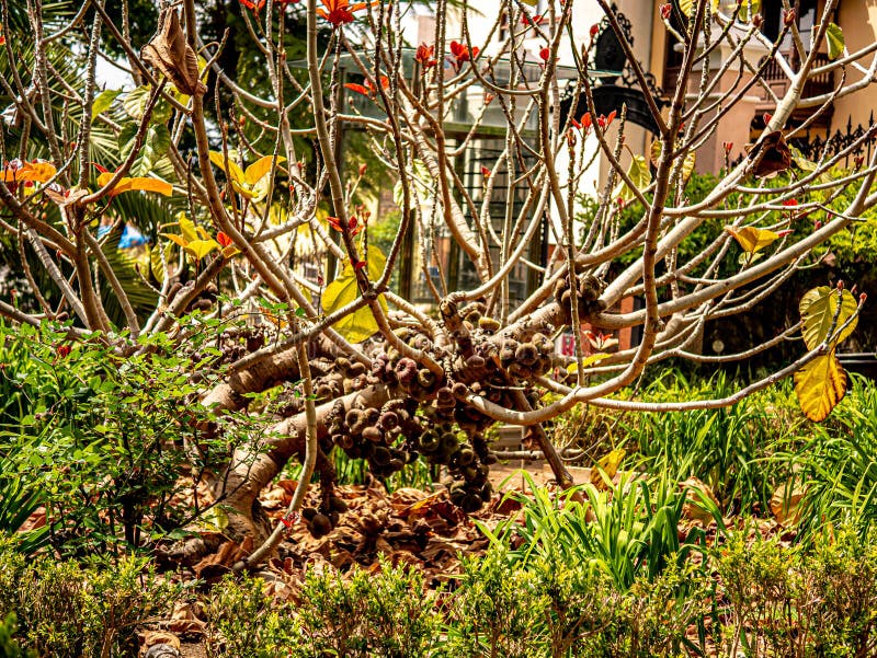 Dangling Tree Branch with Young Fresh Green Leaves and Beautiful Tender