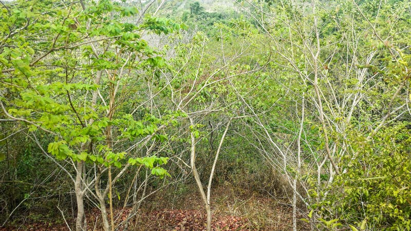 Interior da floresta tropical imagens de stock Interior da floresta tropical imagens de stock