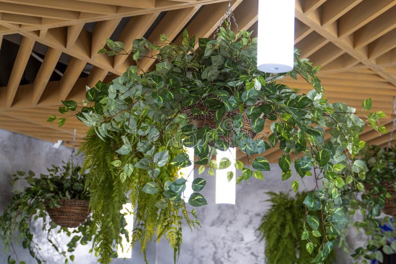 Entretenimiento Calma Marinero Interior De La Cafetería. Decoración Del Techo Con Plantas Interiores.  Imagen de archivo - Imagen de hoja, houseplant: 195732337