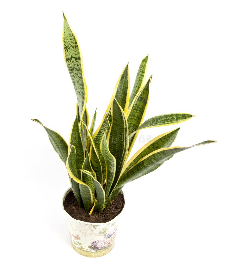 Sansevieria trifasciata or Snake plant in pot on a white background