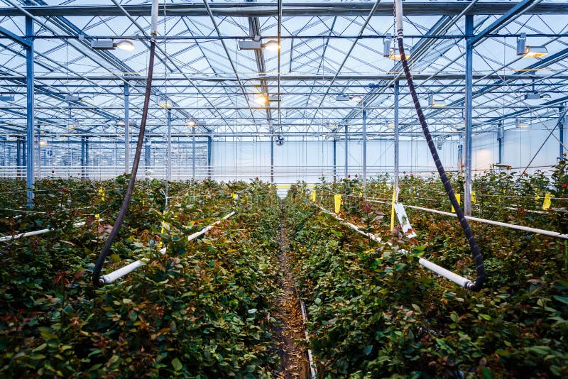 Interior of a Greenhouse for Growing Flowers and Plants Stock Photo