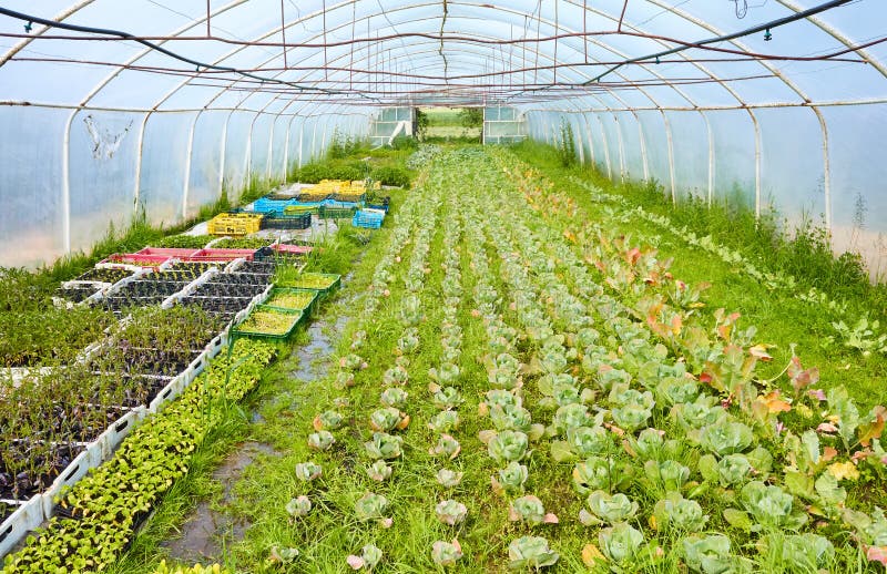 Interior of a Greenhouse, Organic Vegetable Production Stock Image