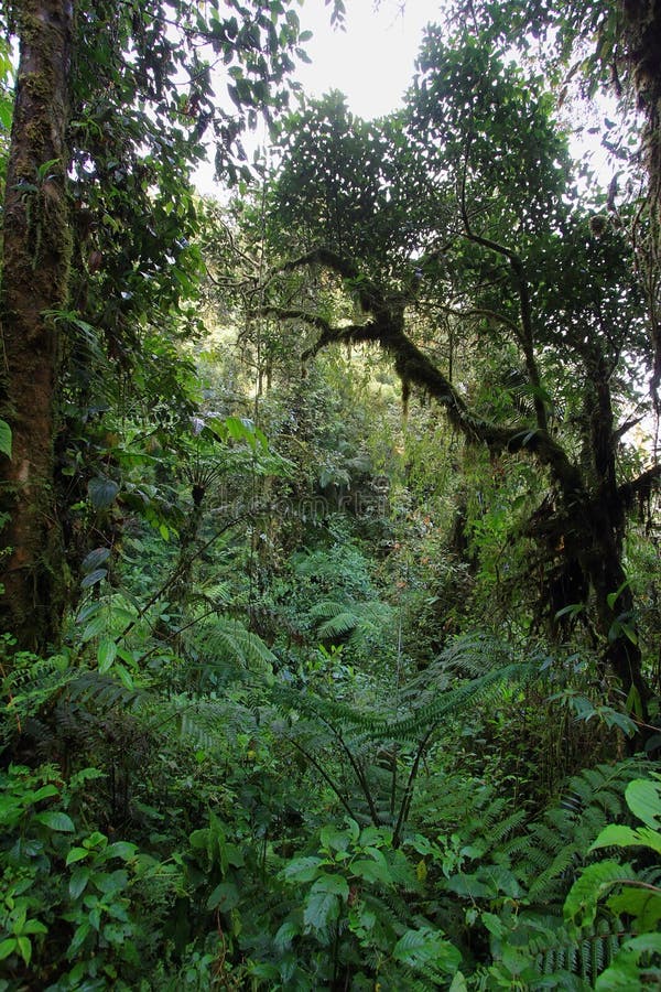 Interior of humid cloudforest