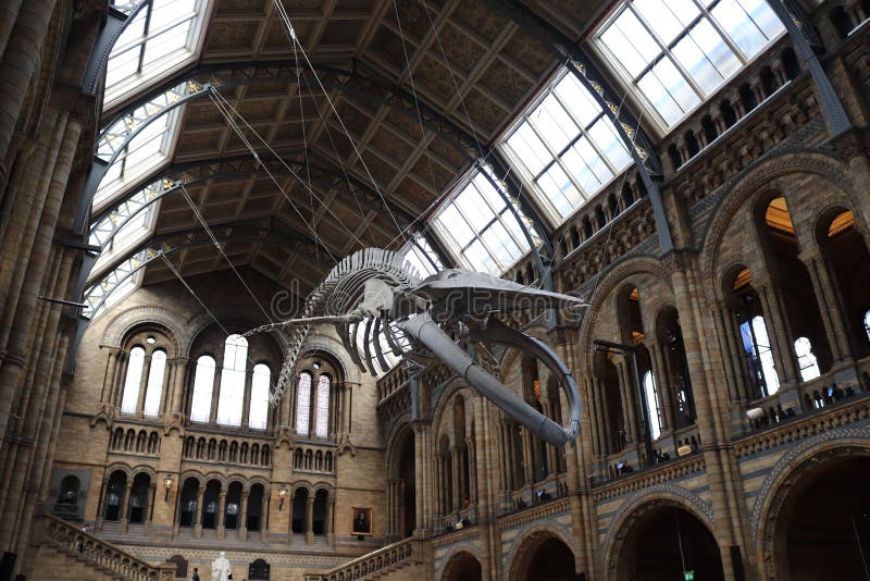 Interior of the Natural History Museum, Richmond, UK Editorial Stock