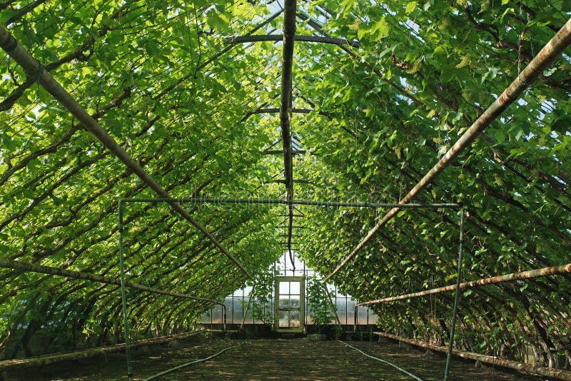 Interior of an Old Dutch Grape Greenhouse Stock Image Image of museum