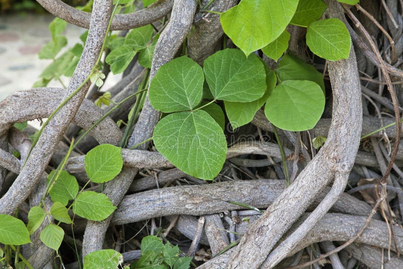Interlaced Stems of a Creeper Plant Stock Image Image of green