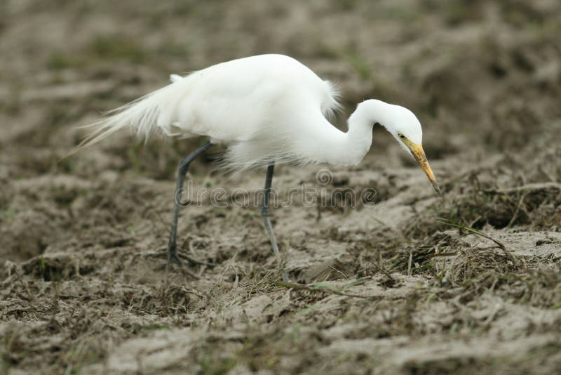 Intermediate Egret