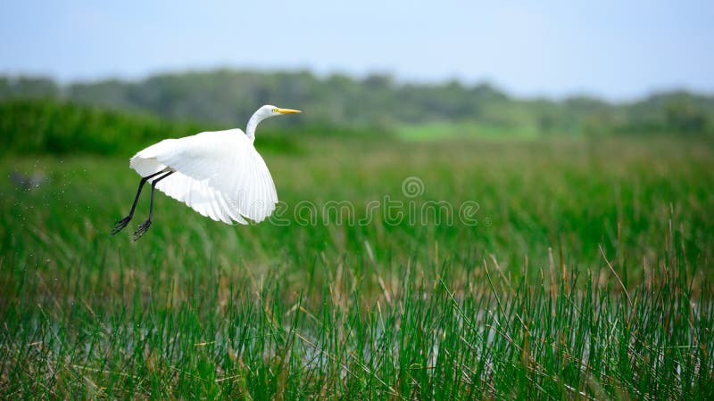 Intermediate Egret is flying