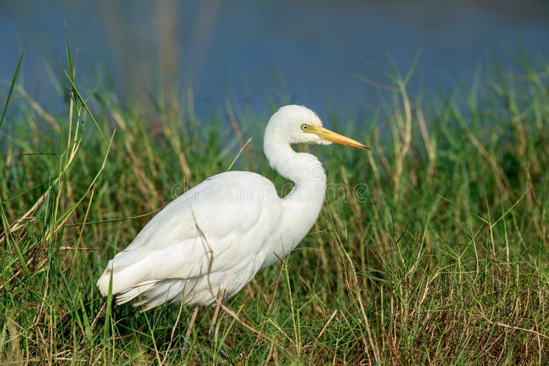 An Intermediate egret hunting in the reeds