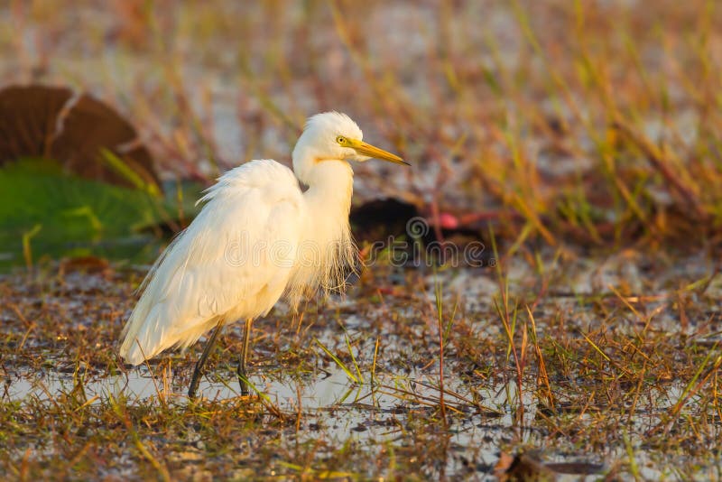 Intermediate Egret