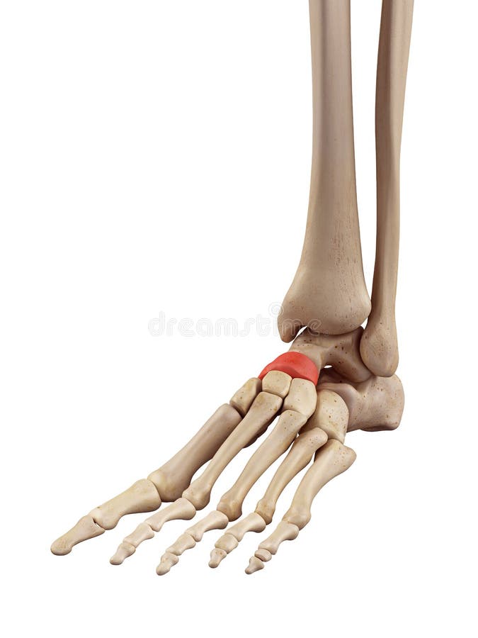 The intermediate navicular bone