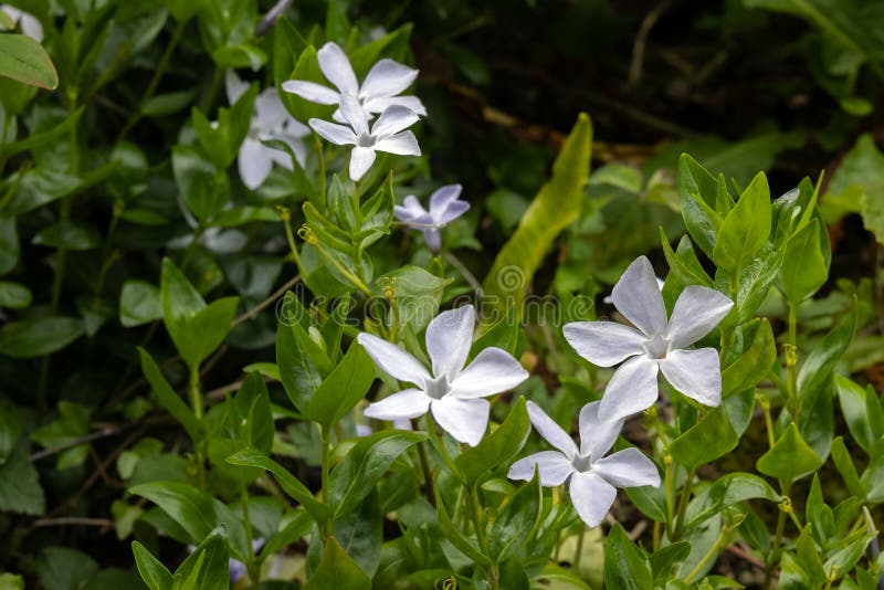 Vinca Difformis Stock Photos - Free & Royalty-Free Stock Photos from ...