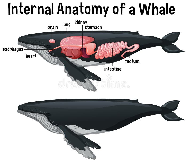 Whale Anatomy Stock Illustrations – 93 Whale Anatomy Stock ...