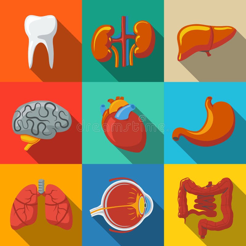 Internal human organs flat long shadow icons set