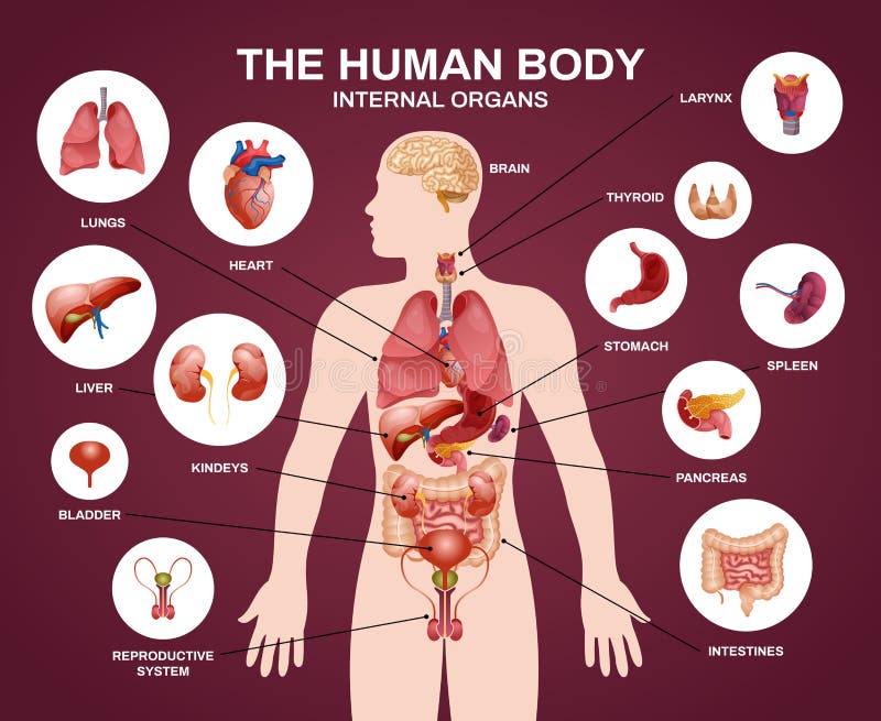 Internal Human Organs Silhouette Composition Stock Vector ...