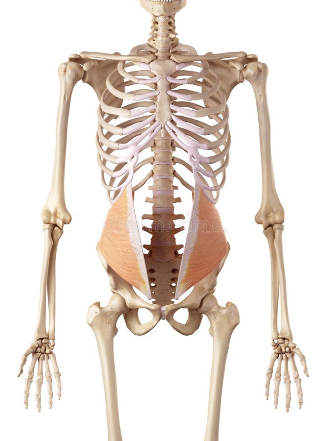 internal oblique travell and simons internal oblique travell and simons