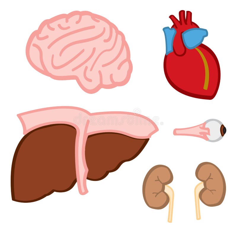 Internal Organs stock vector. Illustration of renal, brain - 28920694