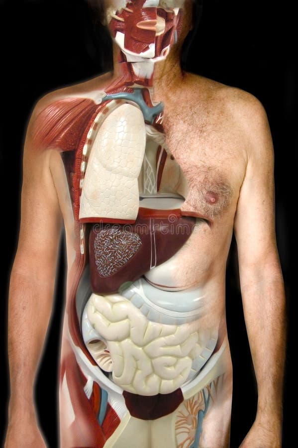 Reducir lejos mirar sobre el hombre cuerpo su interno autoridades ubicación adentro cuerpo.