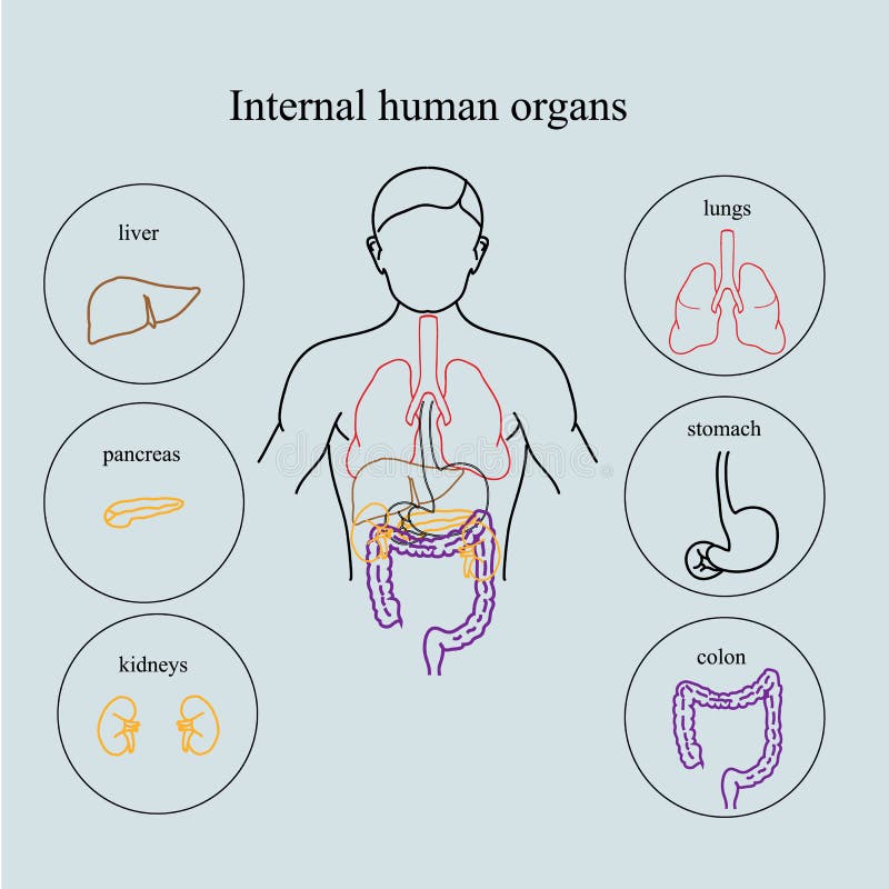 Internal Organs in a Human Body. Anatomy of People Stock Vector ... Biology Diagrams