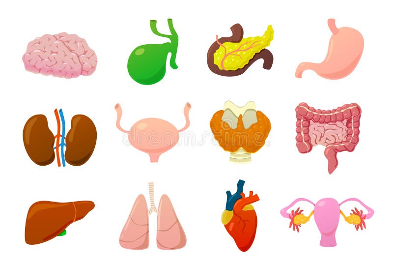 Liver, Pancreas, Gallbladder, Duodenum And Bile Pa Stock Vector