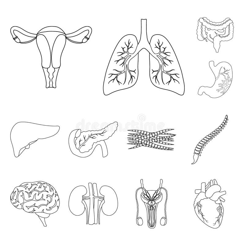 Printable Human Body Outline With Organs Printable Human Body Outline With Organs