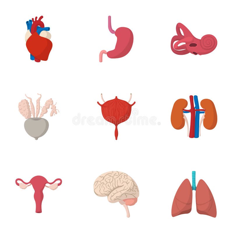 Cartoon Internal Organ Set Stock Illustrations – 1,920 Cartoon Internal ...