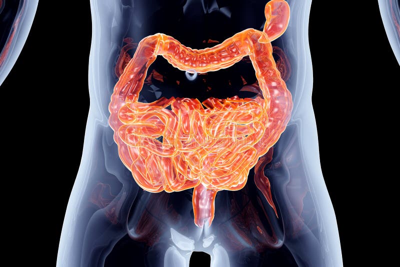Colonoscopy. Inside of Healthy Colon, Large Intestine Stock Illustration -  Illustration of digestion, flatulence: 149374398