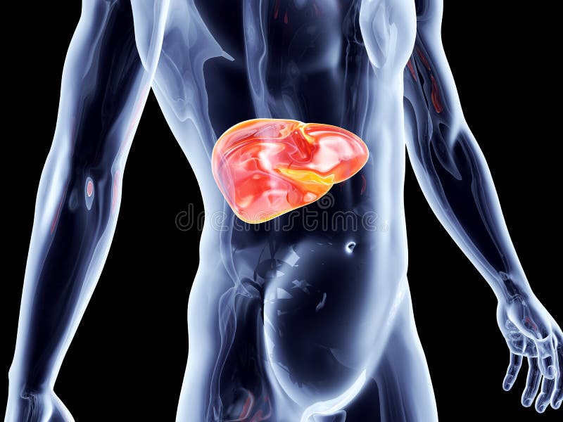 Healthy Liver Internal Human Organ Illustration Stock Illustration -  Download Image Now - Alcohol - Drink, Alertness, Anatomy - iStock