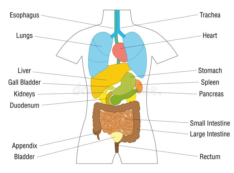 Internal Organs Latin Terms Anatomy Chart Stock Vector - Illustration